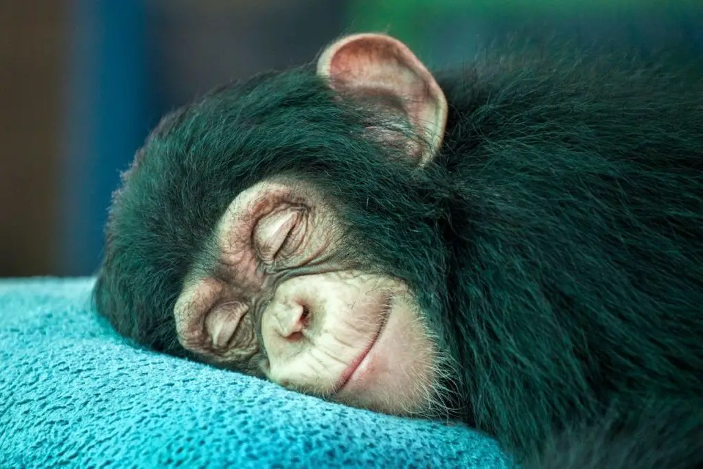 monkey sleeping to answer can you have a pet monkey in Australia 