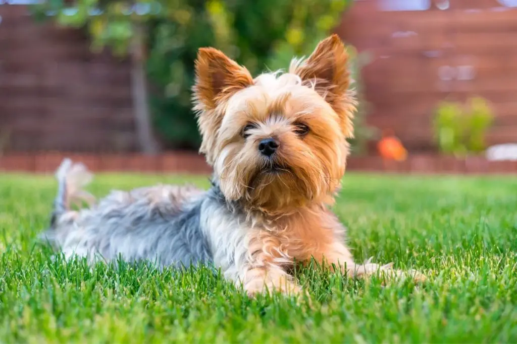 The Yorkshire Terrier  as an example of the dogs that can kill snakes