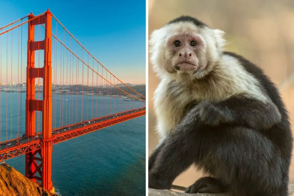 can you have a pet monkey in California featured