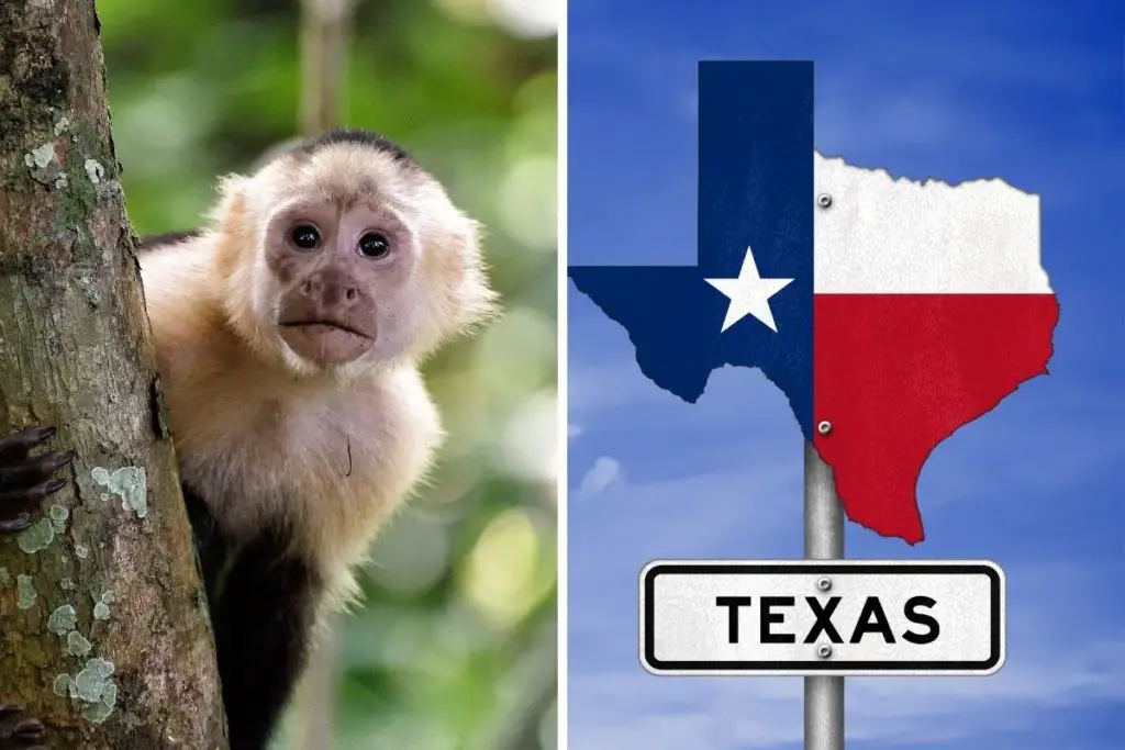 monkey with texas flag to answer how can you have a pet monkey in Texas 