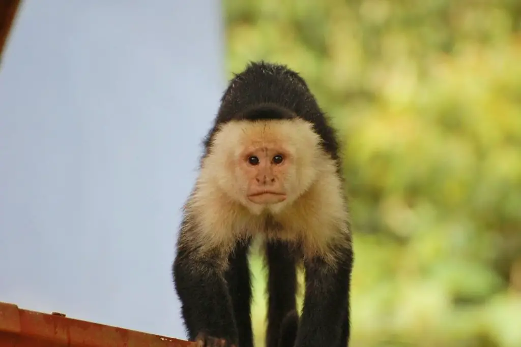 capuchin Monkey to answer what is the best pet monkey for beginners 