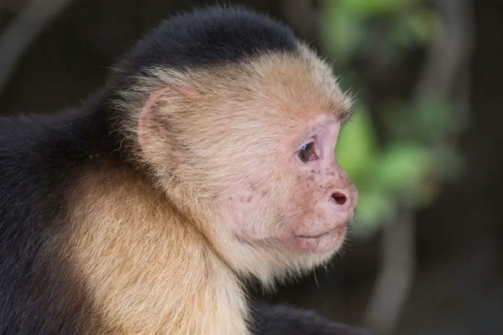 capuchin monkey to show why should pet monkeys be neutered or spayed