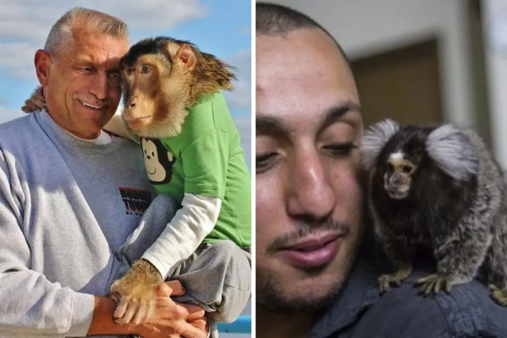 monkeys with pet owners to show how do pet monkeys love their owners 