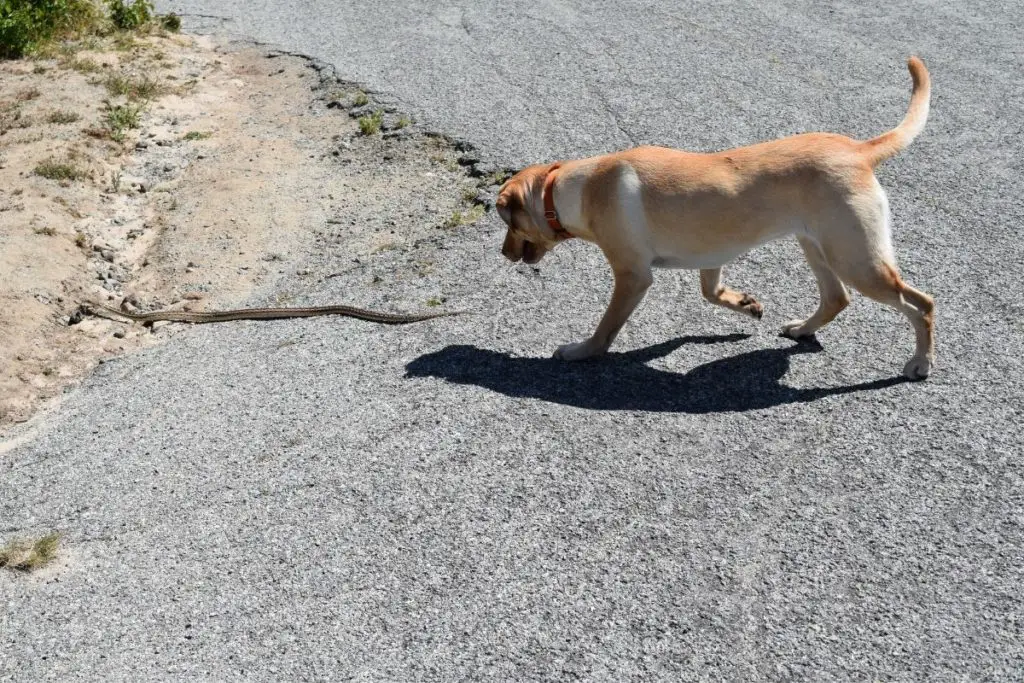 dog hunting snake to show why do dogs kill snakes 