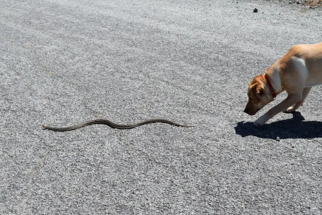 dog hunting snake to show why do dogs eat snakes 