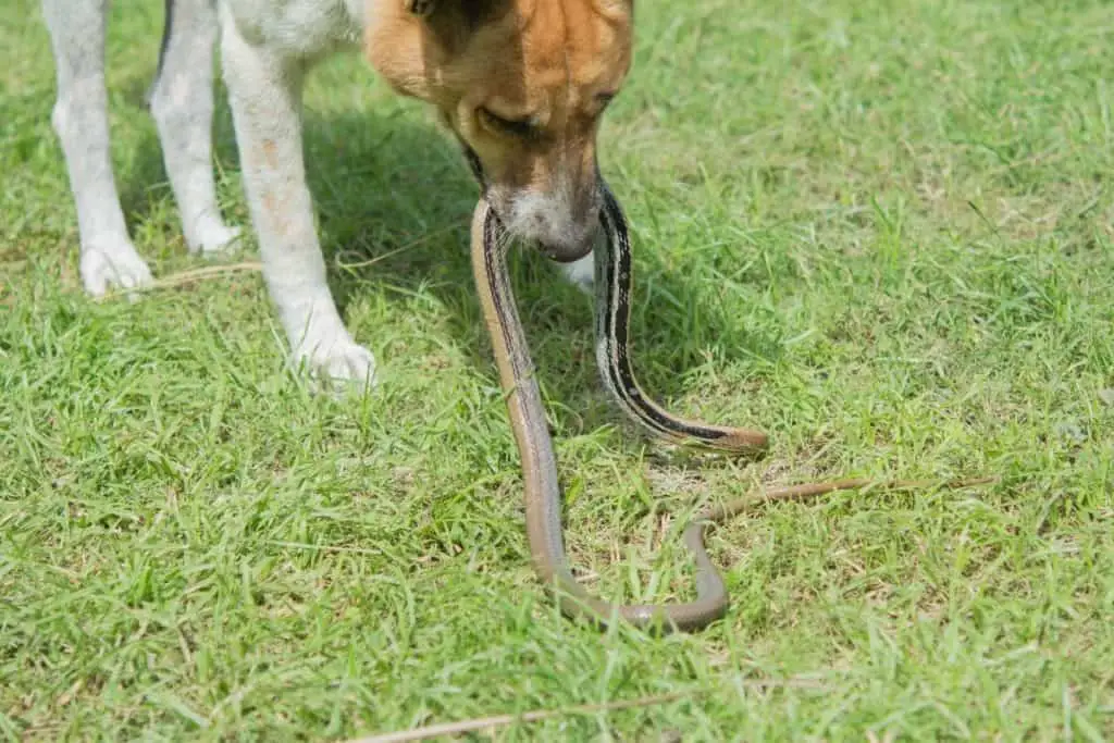 dog killing a snake to show why are snakes afraid of dogs