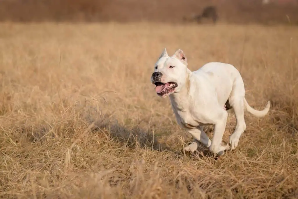 dogo argentino running to answer are Dogo Argentino legal in the US