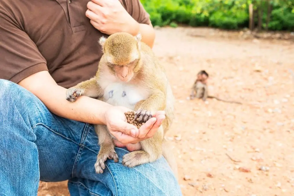 man feeding monkey to show why is it dangerous to touch a monkey 