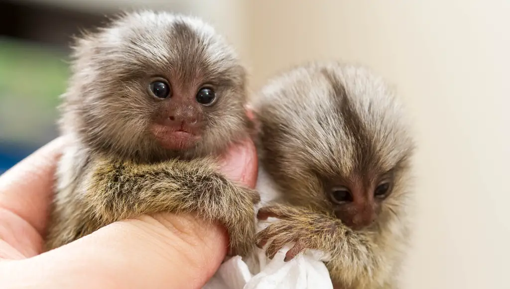 the marmosets, the smallest pet monkey, holding fingers