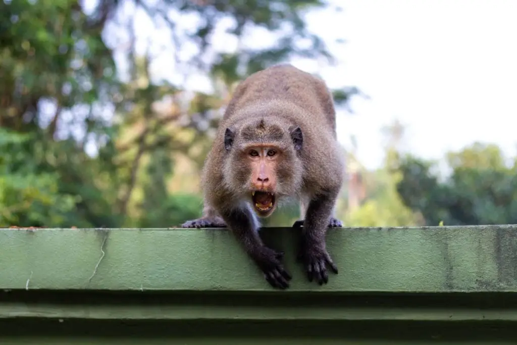 aggressive monkey to show why do pet monkeys attack
