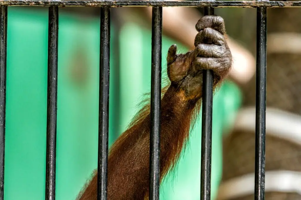 monkey in a cage to show why is it cruel to keep a pet monkey