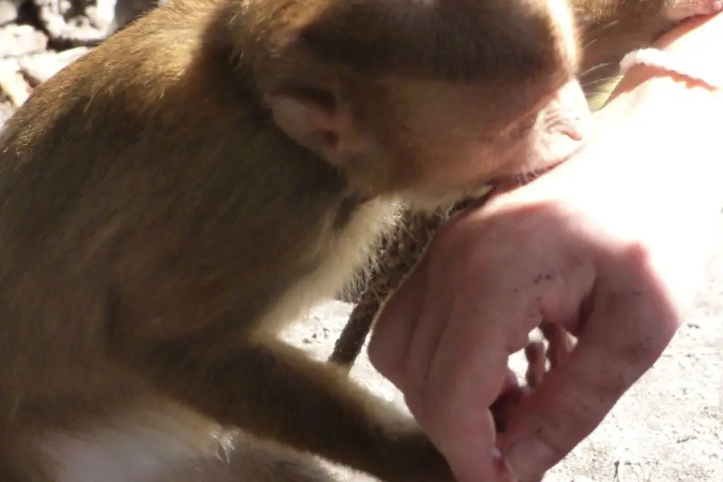 monkey biting hand to show why do pet monkeys bite