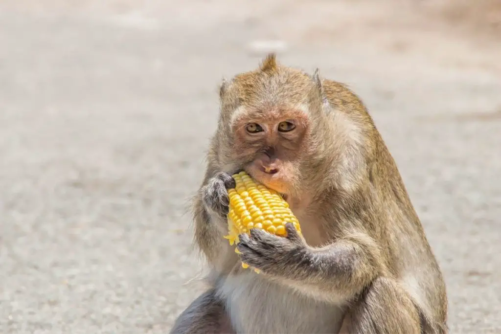 monkey eating corn to show what can a pet monkey eat