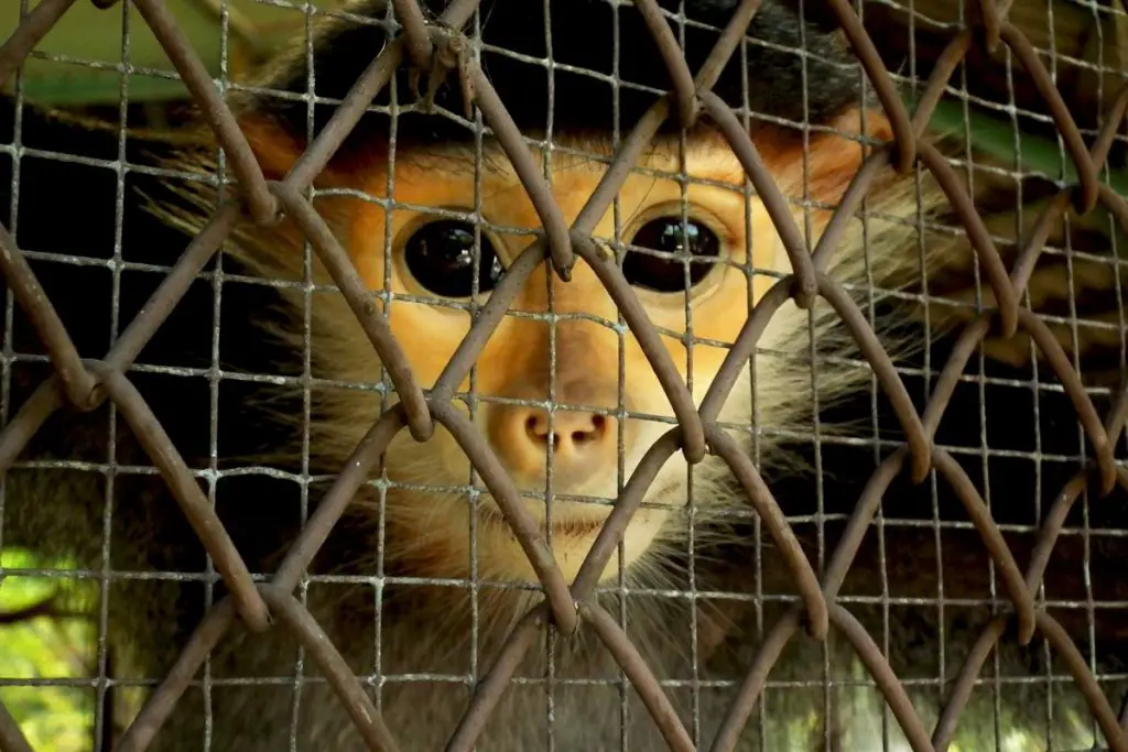 monkey behind cage wires to show why is keeping a pet monkey haram for Muslims 
