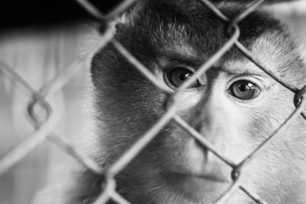 monkey in cage to show what happens to pet monkeys when they grow up 
