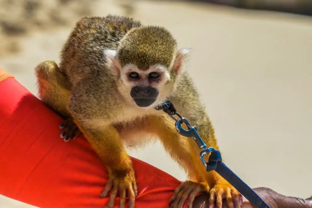 monkey on leash to answer why is it illegal to have a pet monkey 
