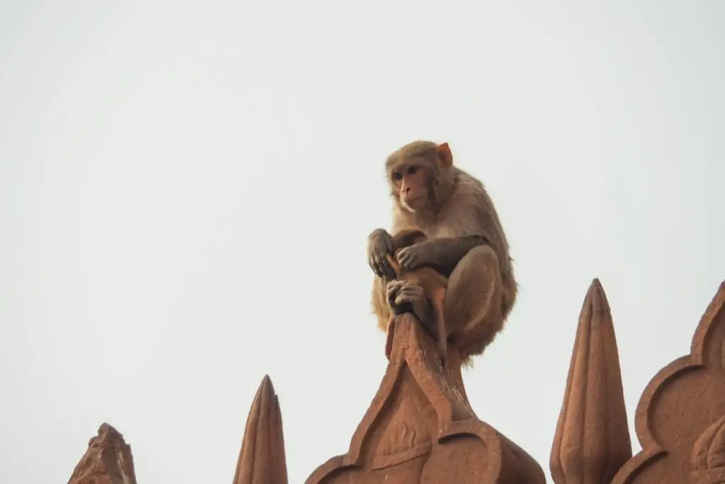 monkey on temple in India to show are pet monkeys legal in India 