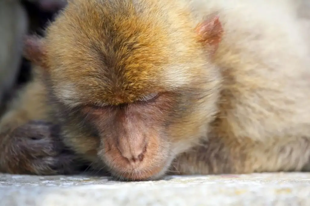 sleeping monkey to answer where does a pet monkey sleep 