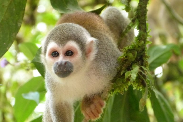 Where Can You Get A Pet Monkey Buying And Adopting Monkeys Guide 