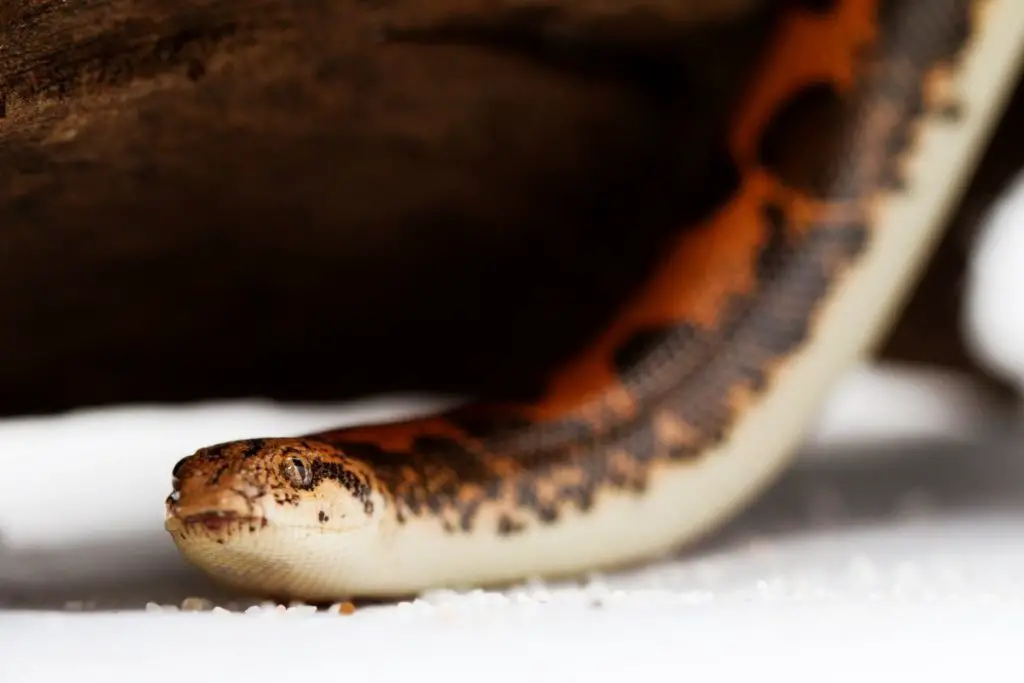 the Kenyan Sand Boa as one of the smallest pet snakes that stay small 