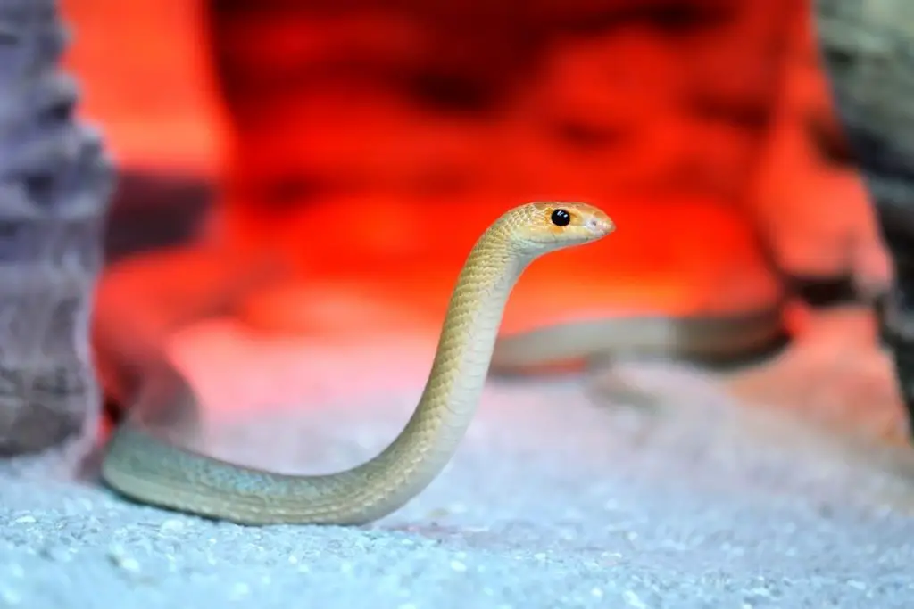 small snake looking curious to explain how do snakes have personalities 