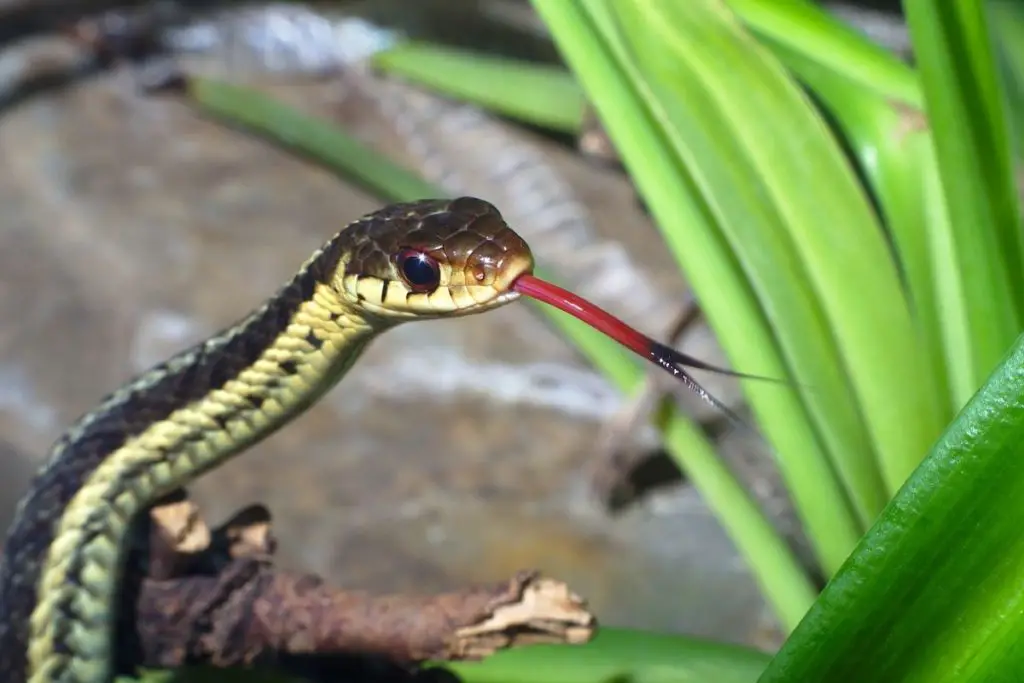snake flicking tongue to answer do snakes lick