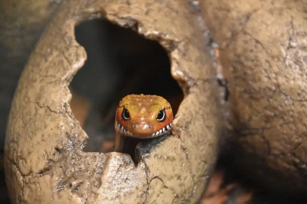 baby snake peeking out of hatched egg to answer do snakes recognize their babies 
