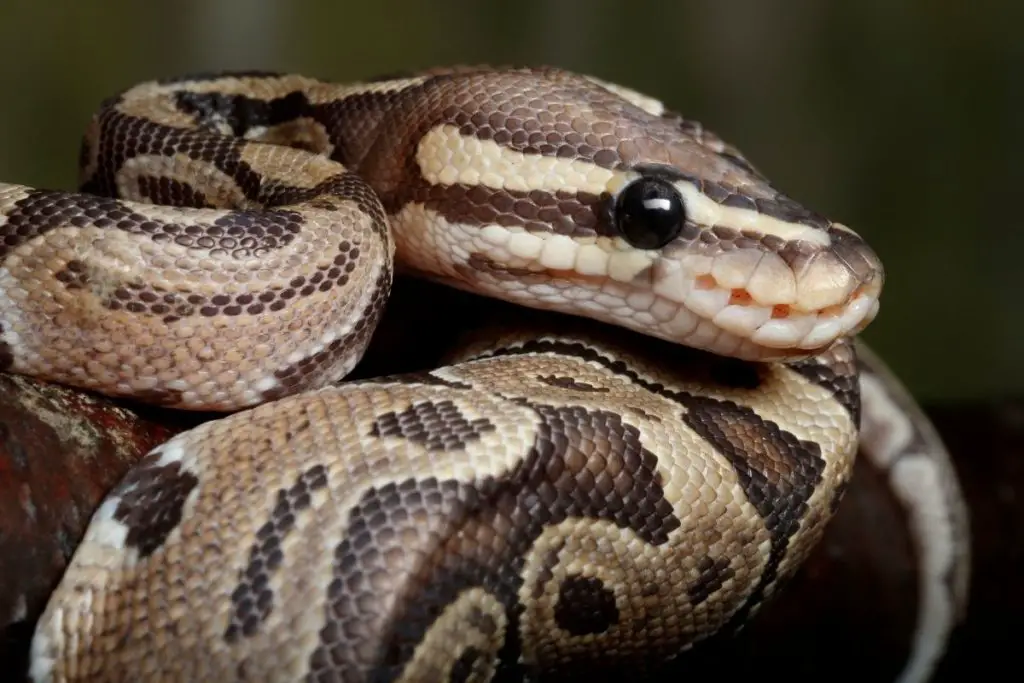 ball python curled up to answer can a ball python kill a human 