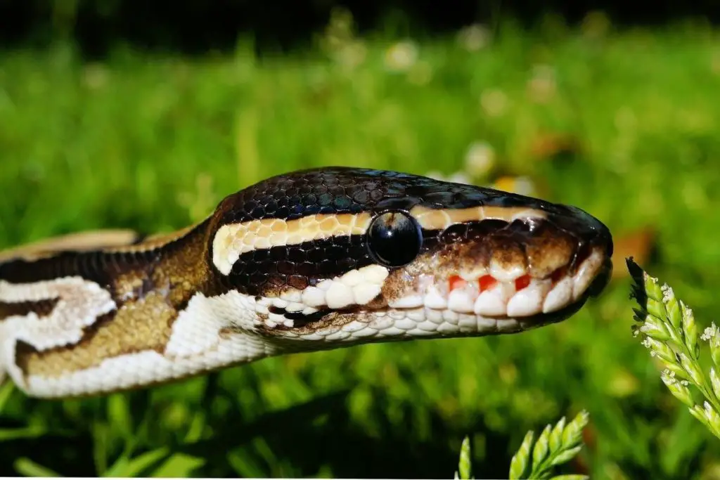 ball python on grass to answer can I take my snake outside in public