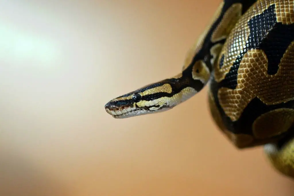 a ball python up close to answer has a ball python ever killed anyone 