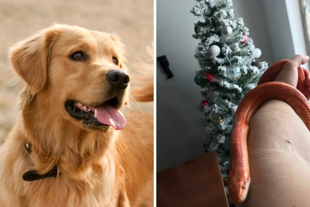 dog and snake to answer do pet snakes get along with dogs