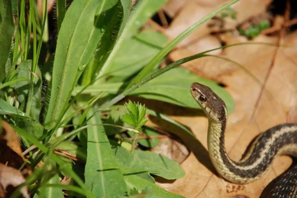 garter snake to answer are garter snakes dangerous