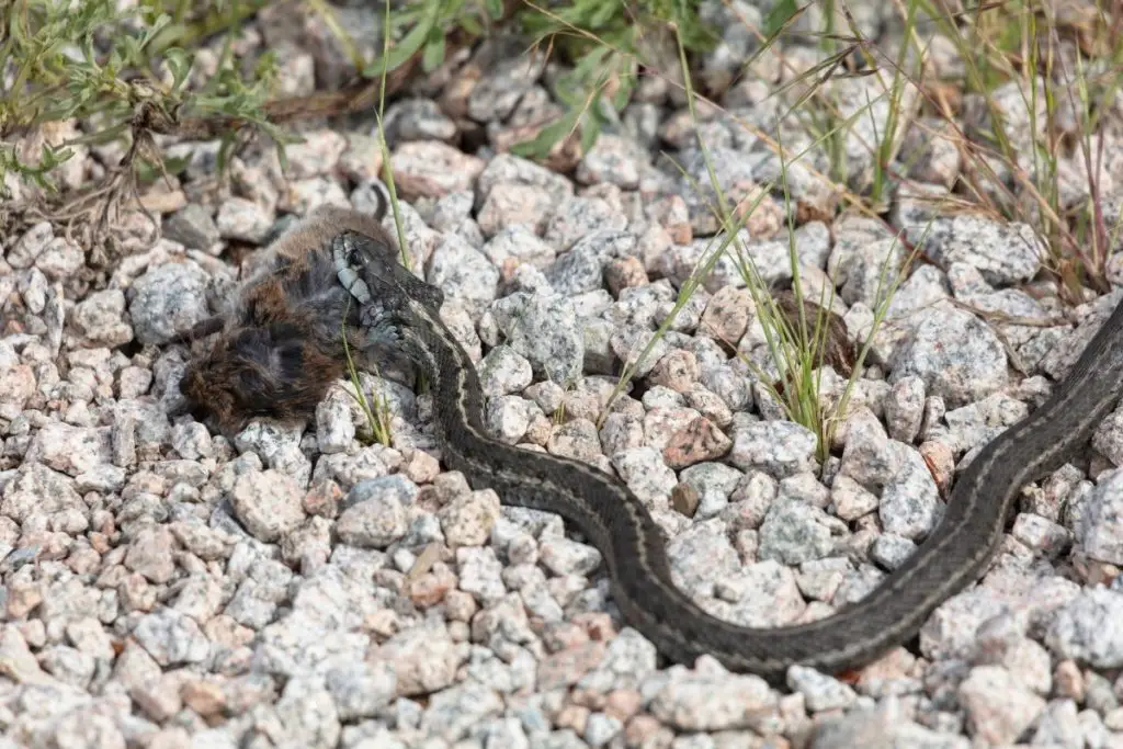 garter snake eating prey to show how do garter snakes eat mice 