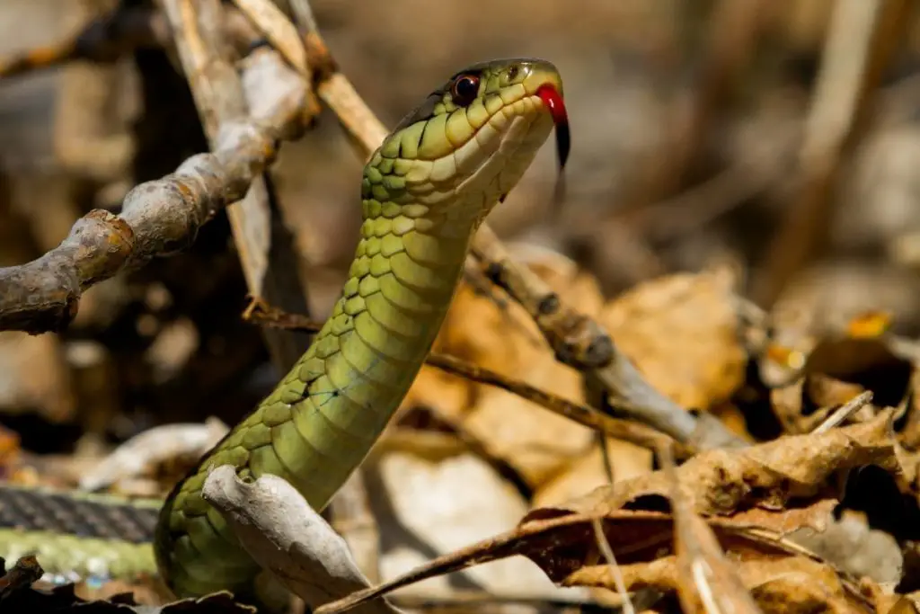 garter snake looking to answer why do garter snakes bite