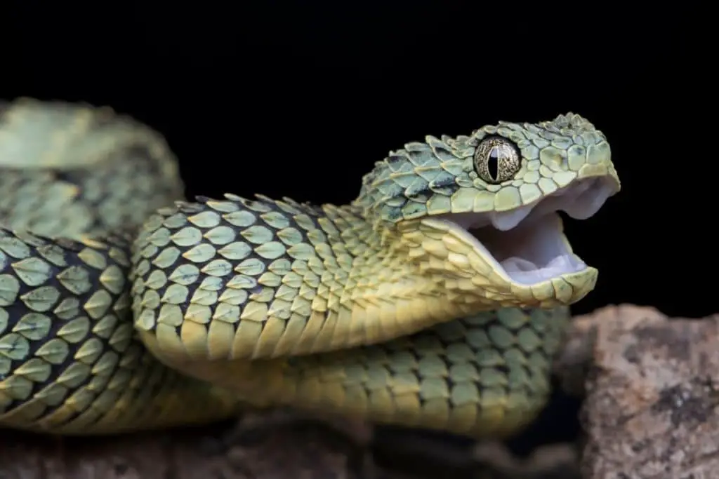 happy viper to show how do snakes show happiness 