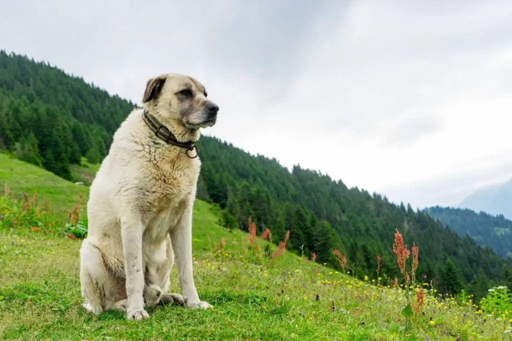 kangal on mountain to answer will a kangal attack its owner 