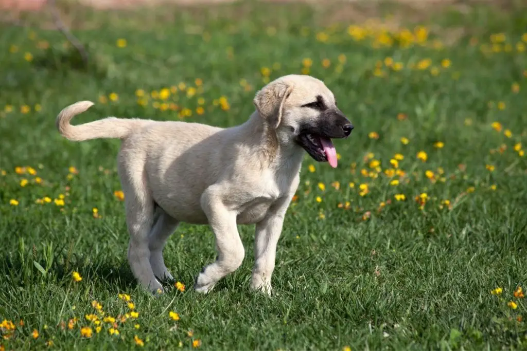 kangal puppy to answer is it illegal to have a kangal