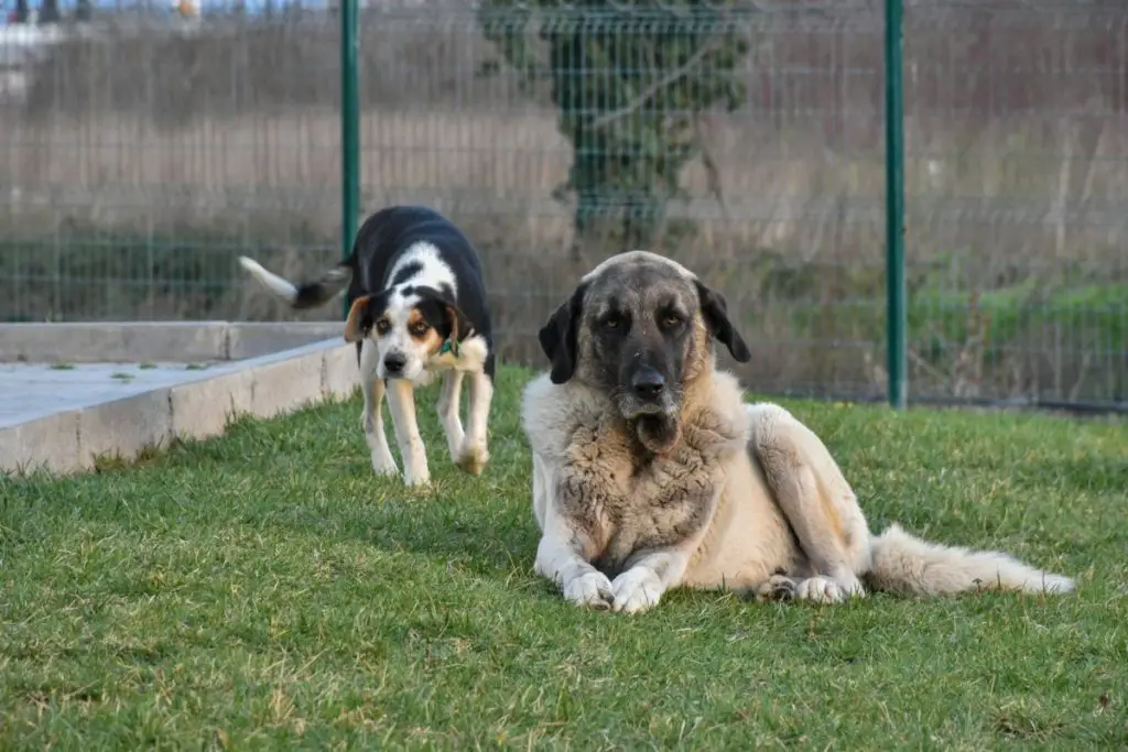 kangal and friend to answer how can you own a kangal legally in th eUS 