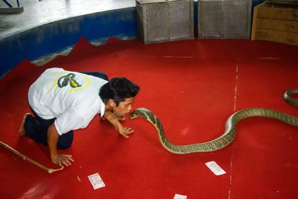 man training snake to show how can you train a snake 