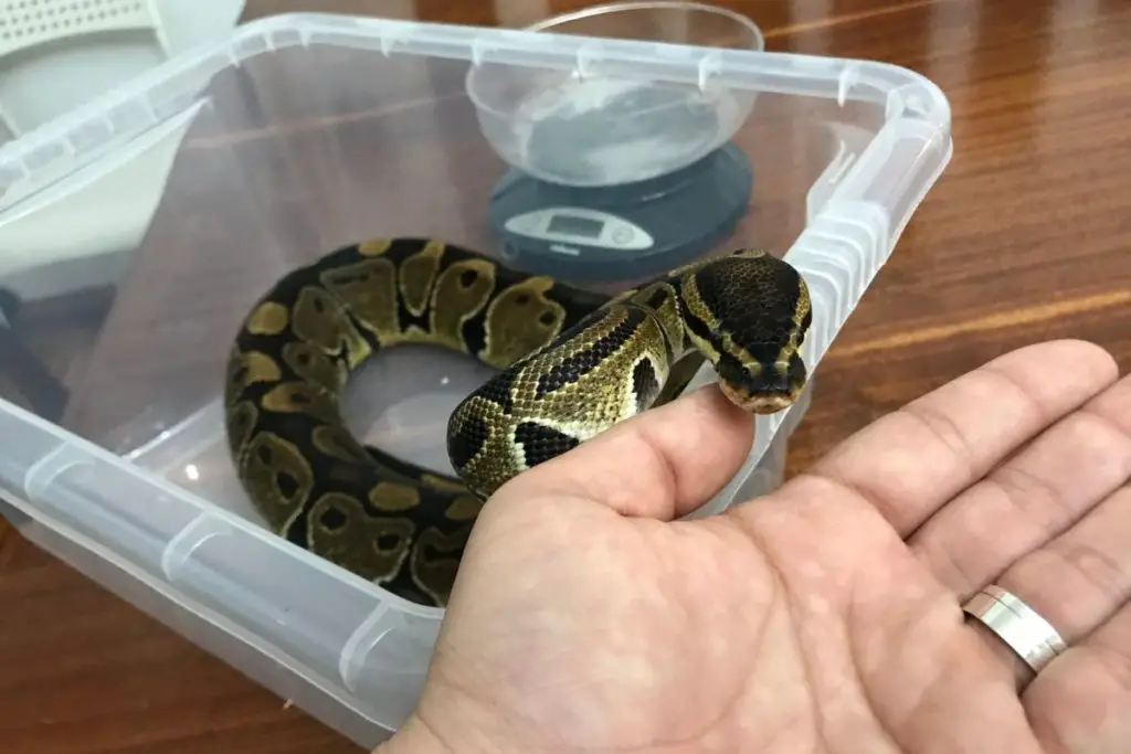 pet snake in container to answer can my pet snake eat wild mice 