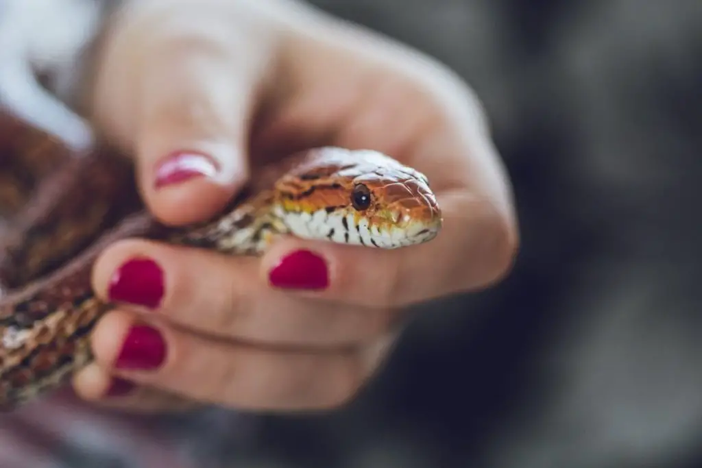 pet snake in owner hands to show how do snakes feel about their owners
