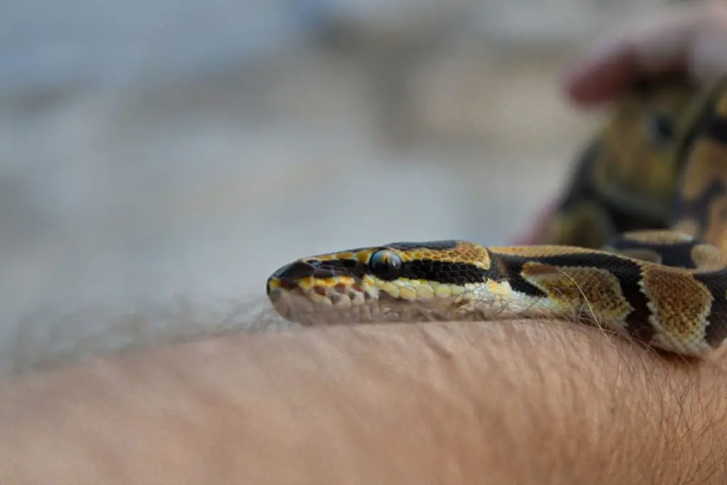 pet snake on arm to answer are pet snakes haram
