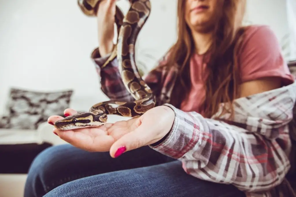 snake with woman to answer do snakes like to be held, touched, or pet 