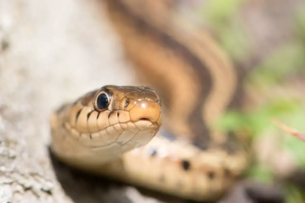 snake face upclose to answer do snakes take revenge 