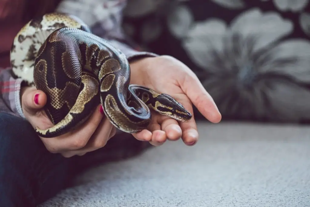 snake in owner hands to answer are snakes loyal to their owners