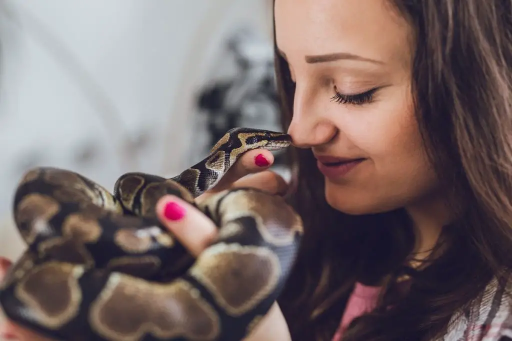 snake touching owner nose to show how do snakes remember faces 