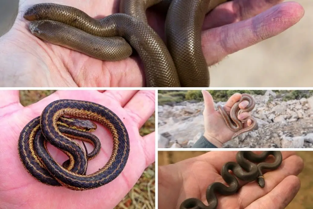 examples of the snakes that don't bite and stay small 