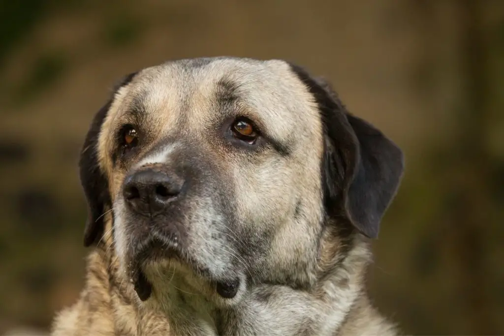 a kangal to to answer is the kangal the strongest dog in the world 
