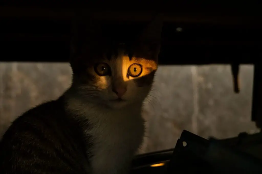 cat in the dark to show how can cats sense snakes