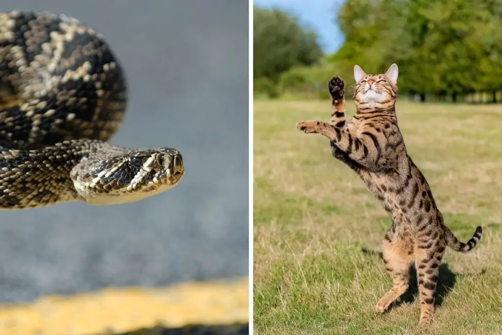 cat bouncing vs snake striking to show why are cats faster than snakes 